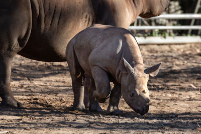 View of horse on field