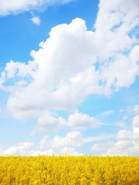 Yellow flowers growing on field against sky