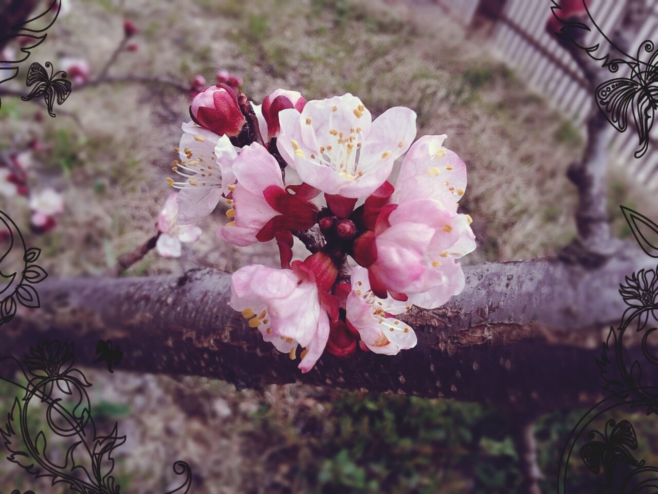 Apricot Tree