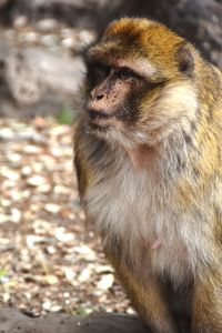 Close-up of monkey looking away