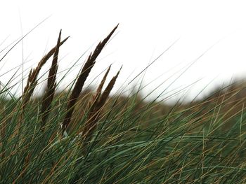 Close-up of grass growing in field against clear sky