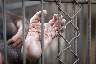 Close-up of monkey in cage