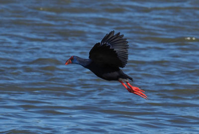 Bird flying over lake