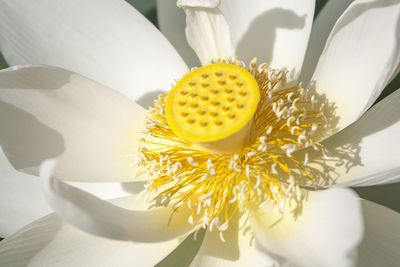 Close-up of yellow flowering plant