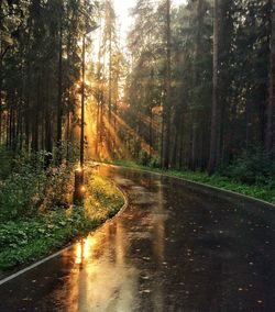 Road amidst trees in forest against sky