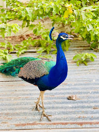 peacock