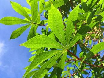 Close-up of fresh green plant