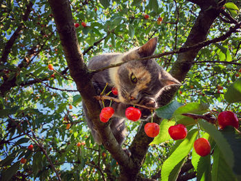 Low angle view of a cat on tree