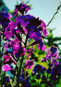 Close-up of pink flowers