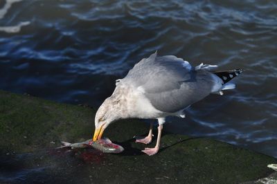 High angle view of seagull eating at lakeshore