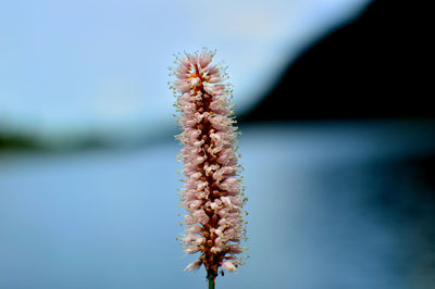 Close-up of flowers against blurred background