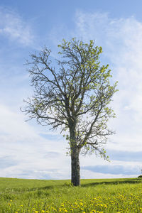 Tree on field against sky