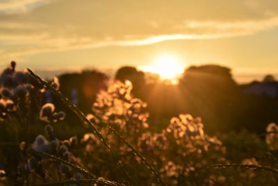 Close-up of flowering plants on field during sunset