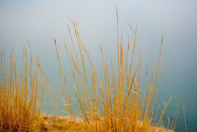 Close-up of grass growing against clear sky