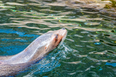 High angle view of seal swimming in sea