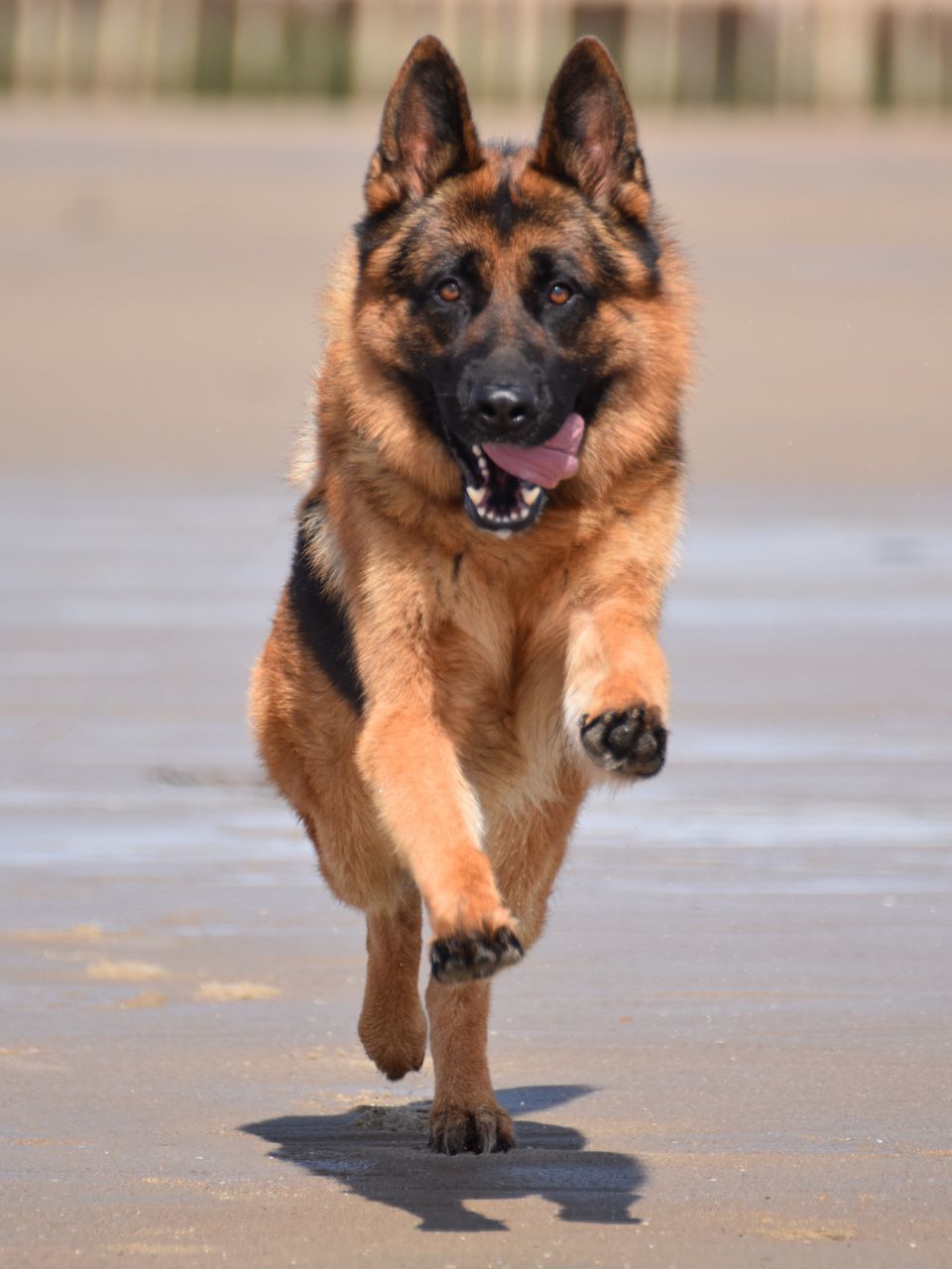 dog, pets, german shepherd, one animal, domestic animals, animal themes, outdoors, mammal, looking at camera, day, water, portrait, full length, no people, nature