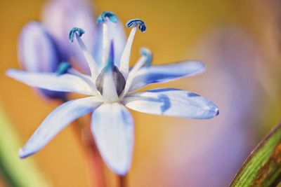 Close-up of flower against blurred background