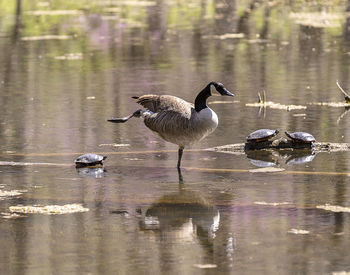 Ducks on a lake