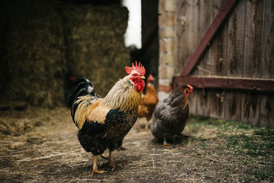 Rooster on field