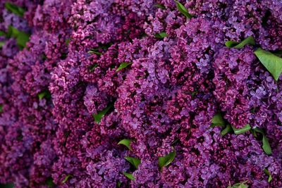 Close-up of purple flowers blooming outdoors