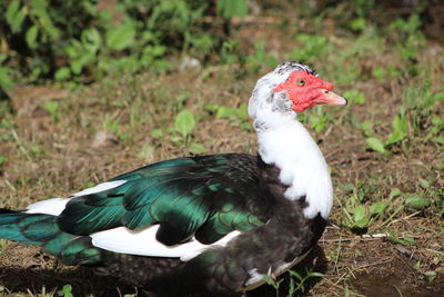 Close-up of muscovy duck. 