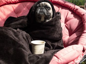 View of a dog with coffee cup on bed