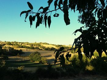 Trees on field against sky