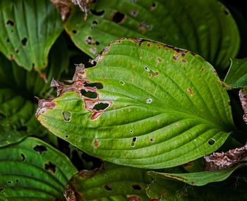 Hosta leaves