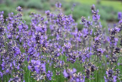 Close-up of purple flowering plants on field