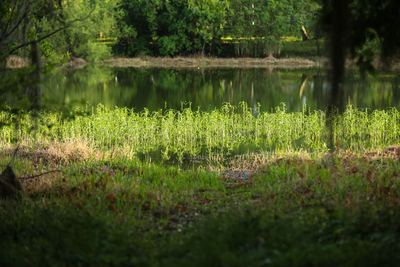 Plants growing on field by lake