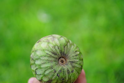 Close-up of person holding fruit