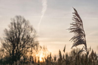 Close-up of silhouette plant against sunset sky