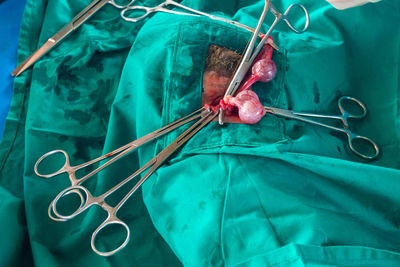 Close-up of surgical equipment with animal body part in operating room