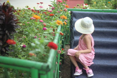 Close-up of pink flowers