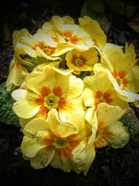 Close-up of yellow flower