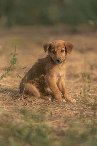 Portrait of dog on field