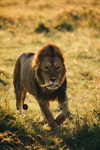 View of a cat walking on field