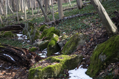 Stream passing through forest