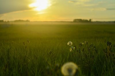 Scenic view of field against sky during sunset