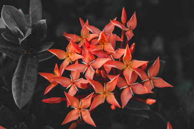 Close-up of red flowering plant