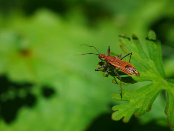 Close-up of insect on plant