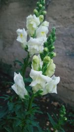 Close-up of white flowers blooming outdoors