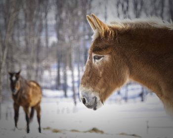 Close-up of a horse on snow