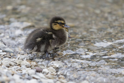 Ducklings at lake