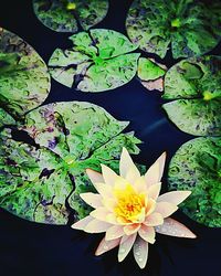 Close-up of lotus water lily in pond