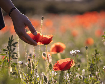 Cropped hand of woman picking flowers on field
