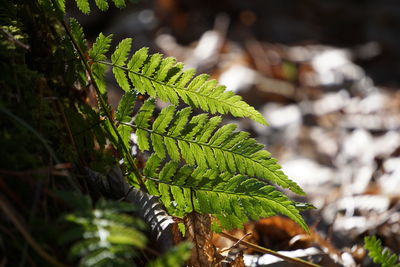 Close-up of fern in forest