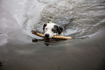 Portrait of dog swimming in lake