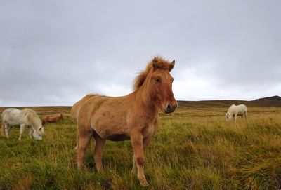 Horses in a field