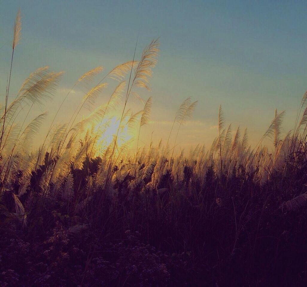 tranquility, tranquil scene, beauty in nature, scenics, nature, growth, plant, sunset, sky, clear sky, field, grass, idyllic, silhouette, landscape, outdoors, non-urban scene, tree, no people, water